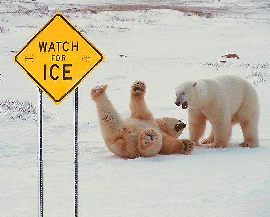 polar-bear-slipping-on-ice.jpg